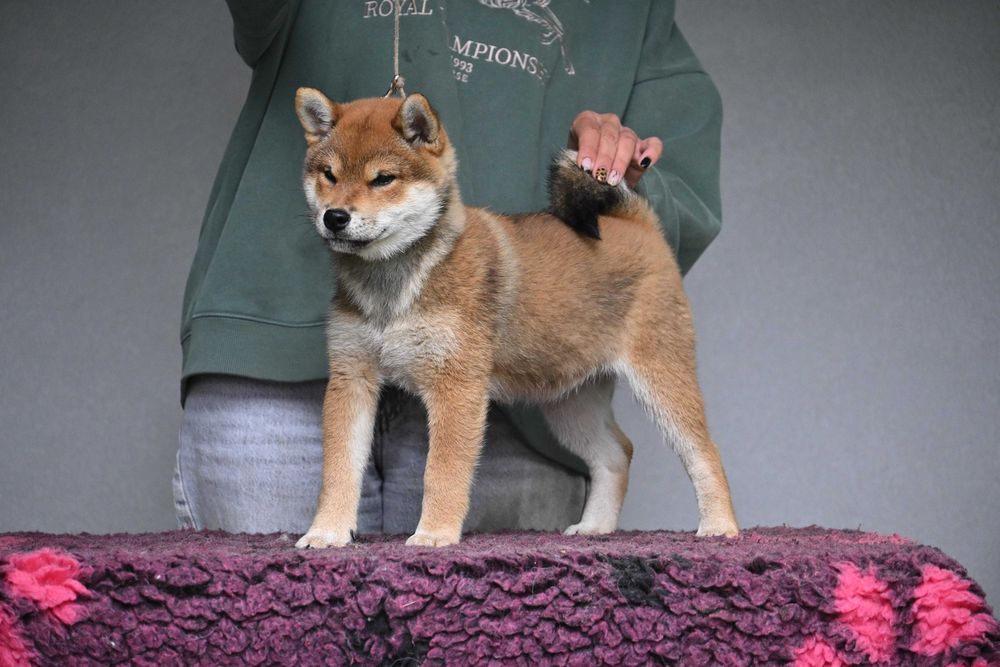 Shiba inu samiec z rodowodem ZKwP FCI