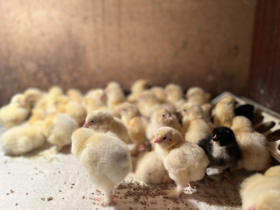 Продам ціплята Колумбійської брами
