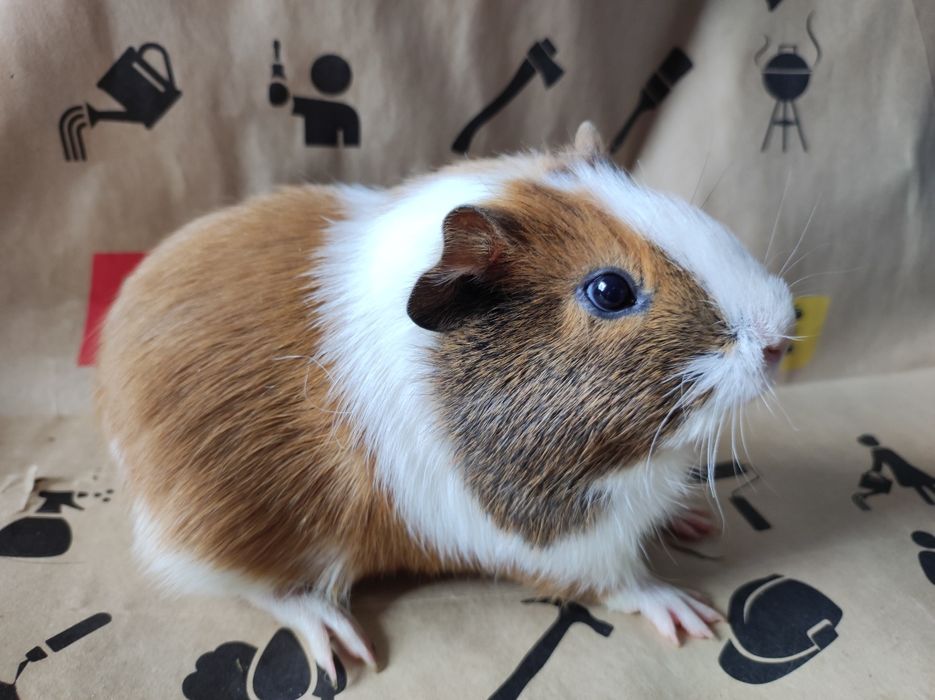 Cavia domowa młode