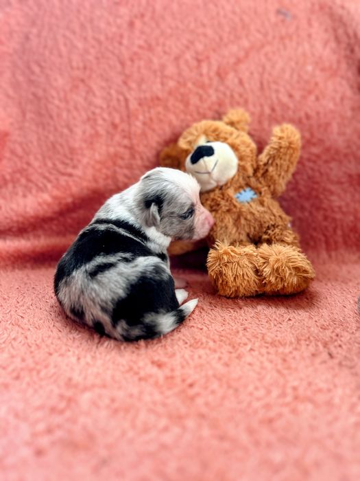 Welsh Corgi Cardigan ZKwP FCI