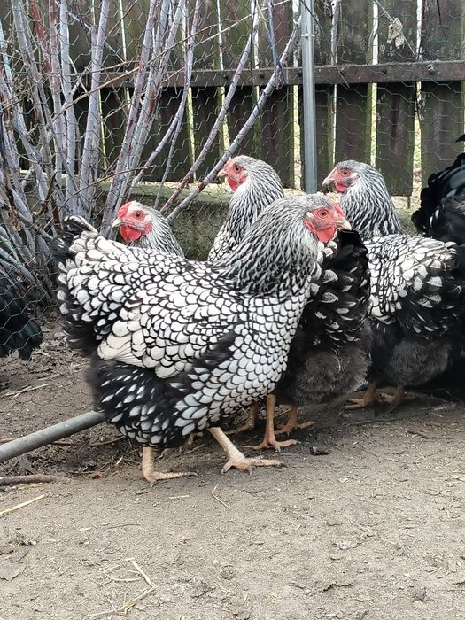 Jaja lęgowe kur Wyandotte Srebrnołuskie