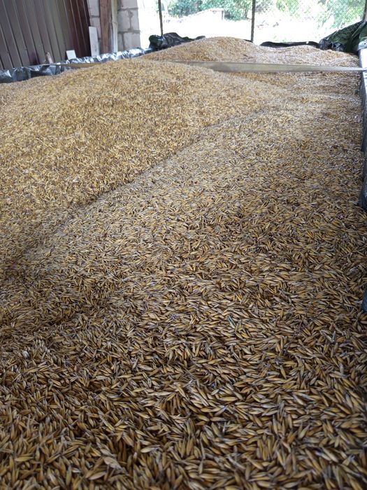 Sprzedam owies Bingo