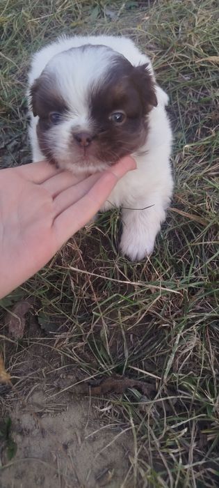 Продаєця пекінес дівчинка