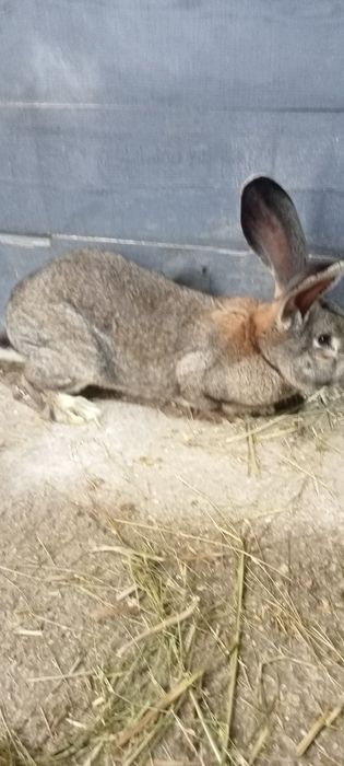 Olbrzym belgijski samiec