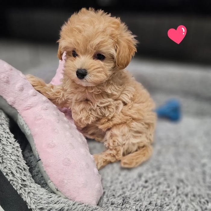 Мини Мальтипу девочка, зроблена за віком обробка та вакцинація