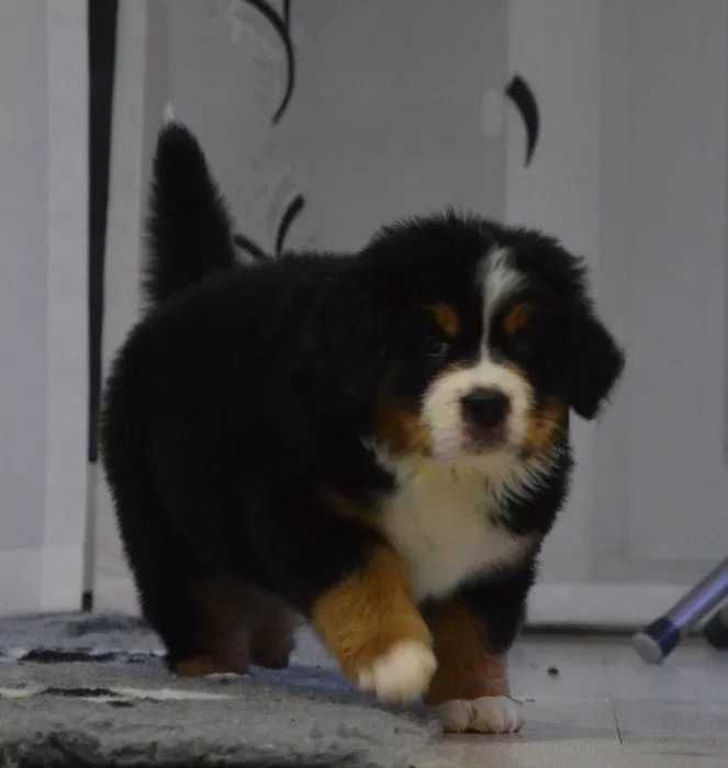 Bouvier Bernois disponível
