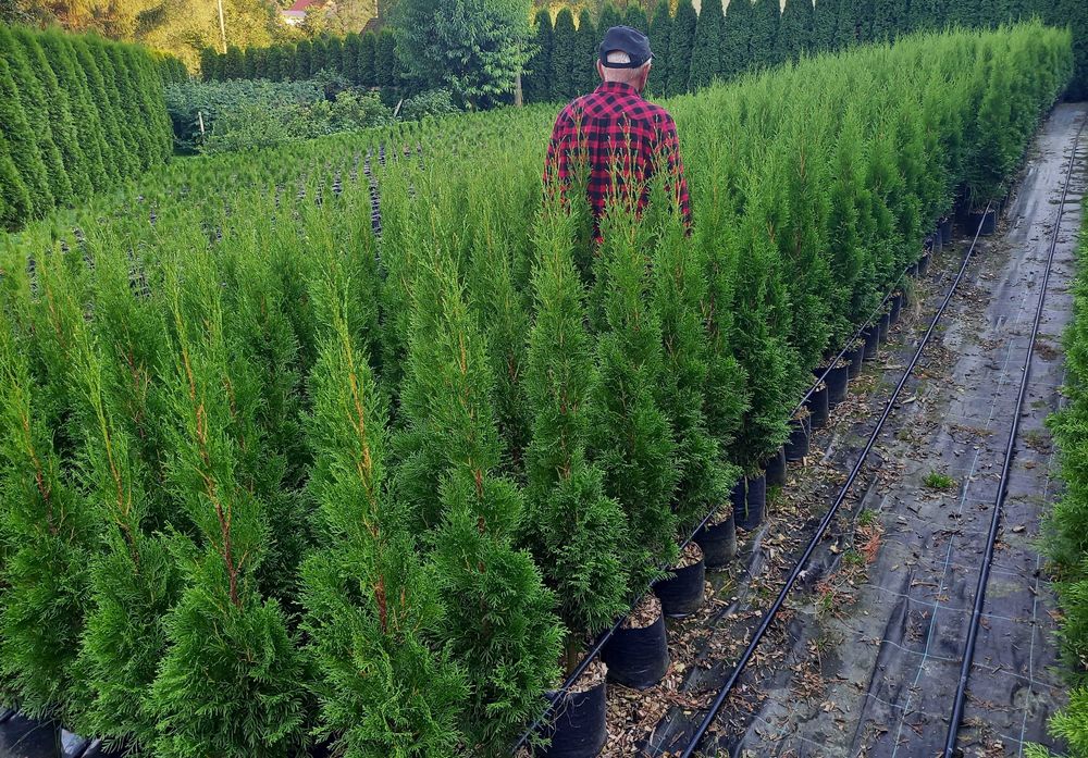 Tuja Szmaragd 90,100,110,120 cm doniczka 5 l TRANSPORT SADZENIE JAKOŚĆ