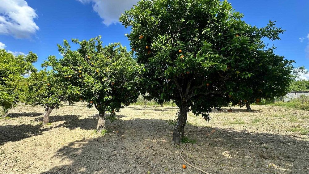 Terreno Rústico 4.392 m² – Eiras do Lagar, Vilarelhos (Alfândega da Fé)