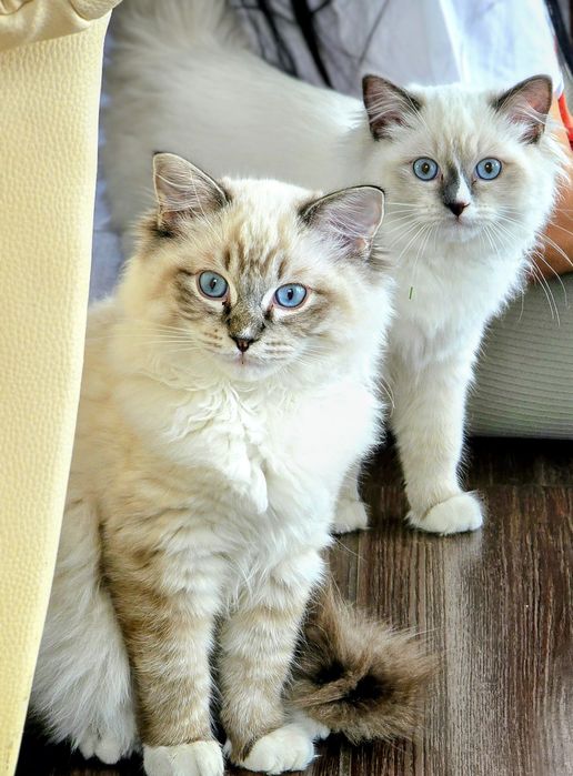 Kocurek Ragdoll z rodowodem