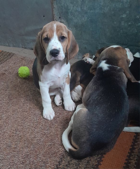 Продам цуценят бігля