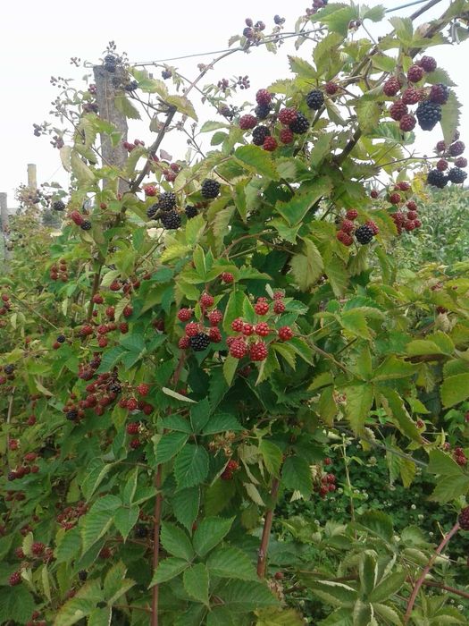 Ожина лох тей, саджанці, опт