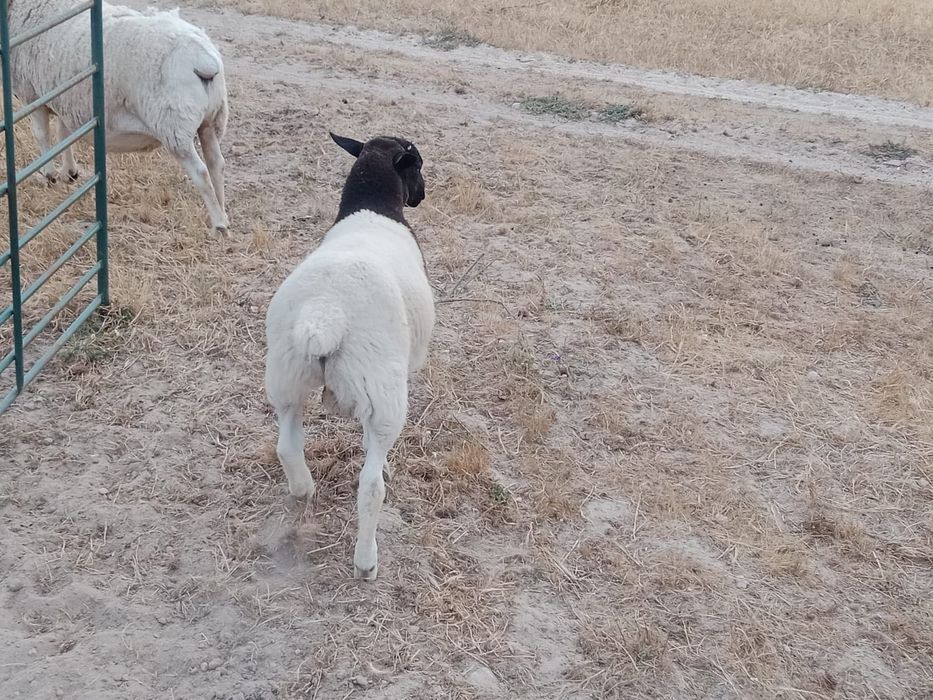 borrego macho cruzado Dorper