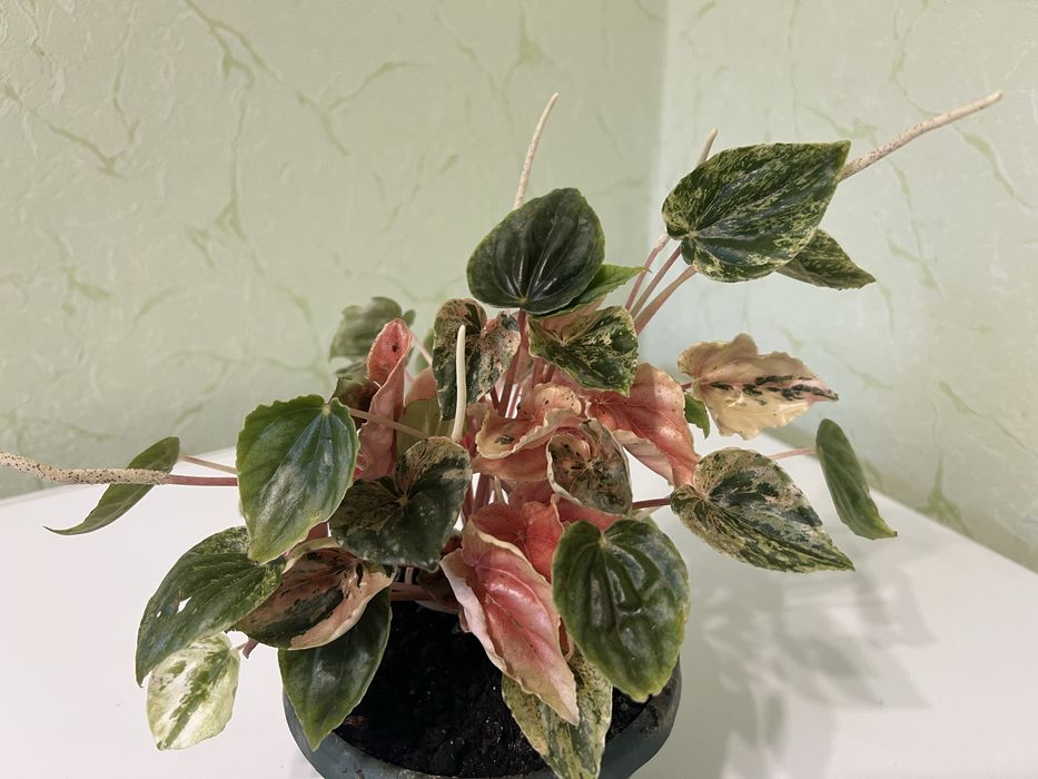 Пеперомія Pink lady пінк леді