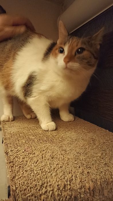 Miziasta kotka prosi o dom