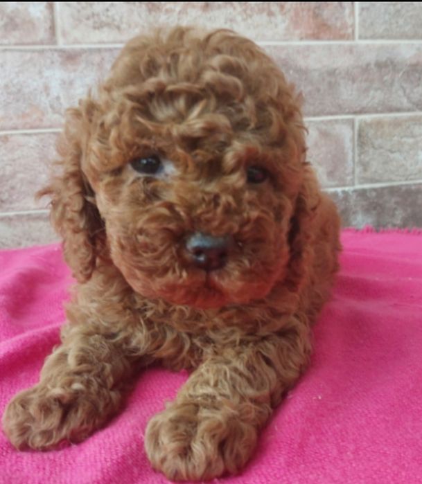 Pudełek gotowy do nowego domku