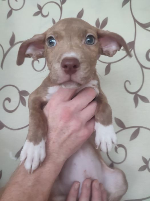 Щенки пит-бультерьера