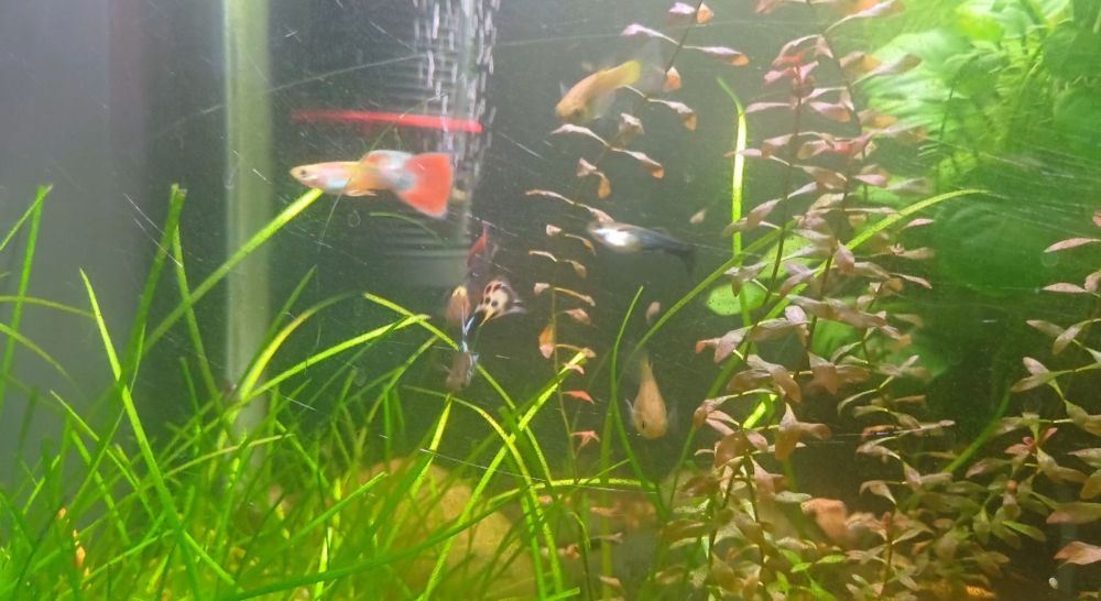 Guppy (alevins) e caracois