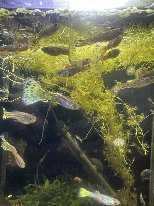Guppy endler cobra Machos varias cores