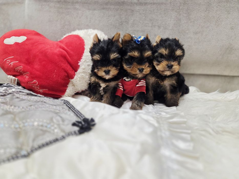 York Yorki Yorkshire Terrier