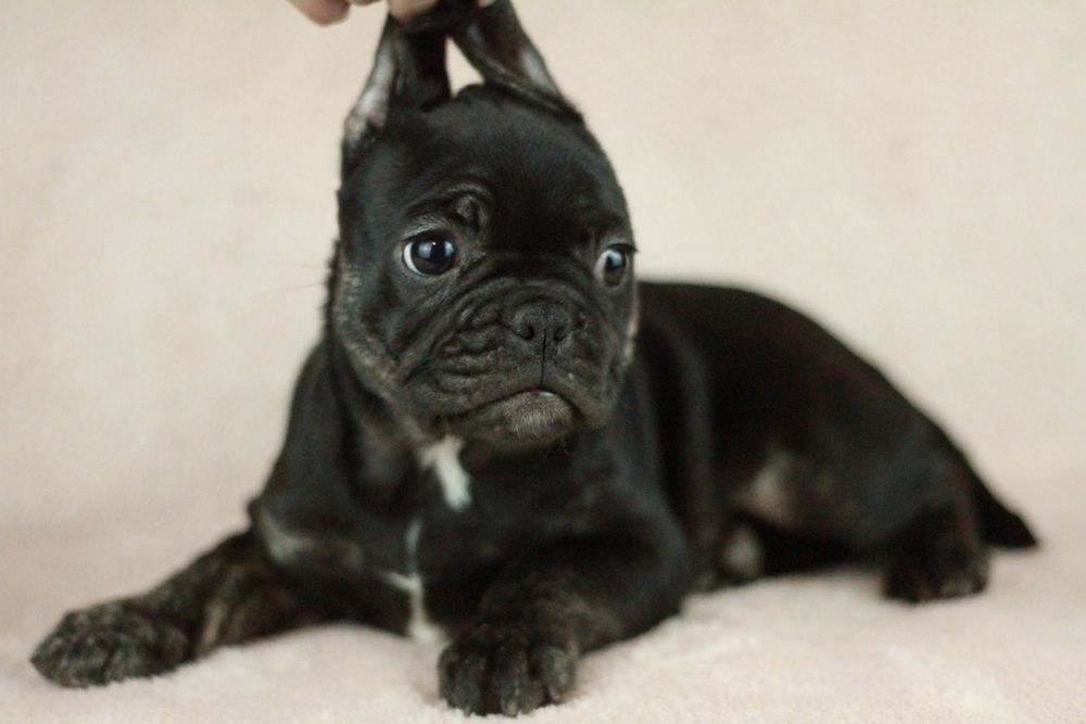 Американ булли экзотик. Чёрные щеночки. 2 месяца