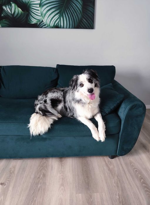 Border collie. Szczeniak. Badania