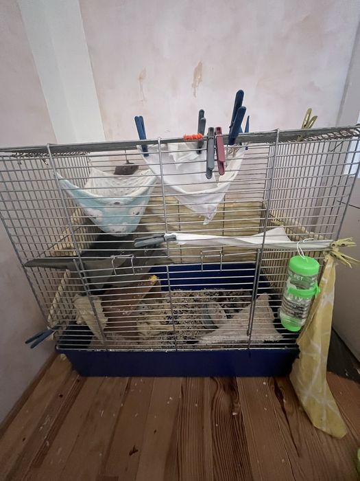 продам пацючків з кліткою