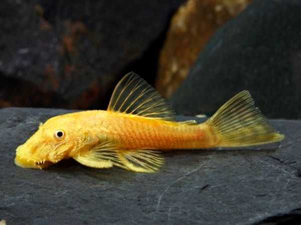 Glonojad - Zbrojnik - L144 - Ancistrus sp. - dowóz, wysyłka