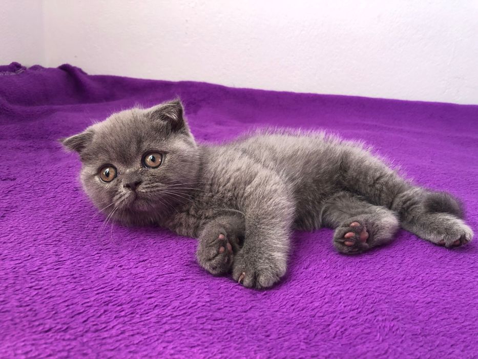 Macho Scottish Fold Azul
