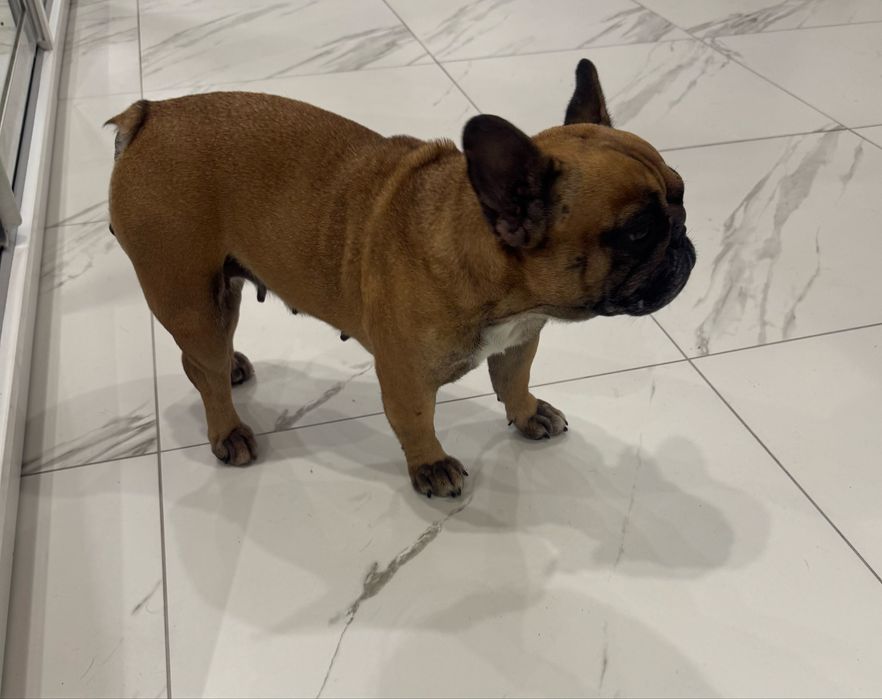 Французький бульдог хлопчик і дівчинка