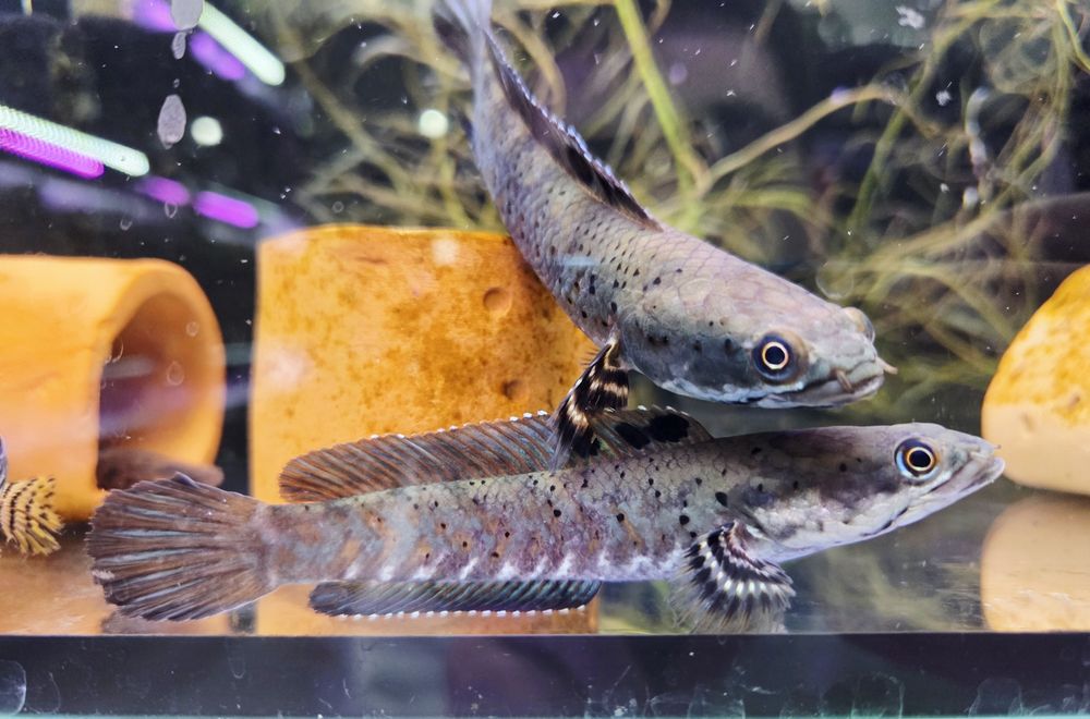 Channa pulchra (Wężogłów)