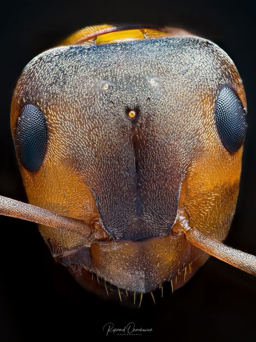 Obiektyw mikroskopowy Olympus LC Plan APO  20x NA 0.40