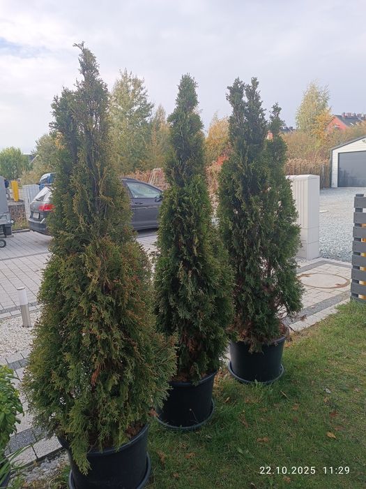 Tuja 190 cm hodowana w donicy
