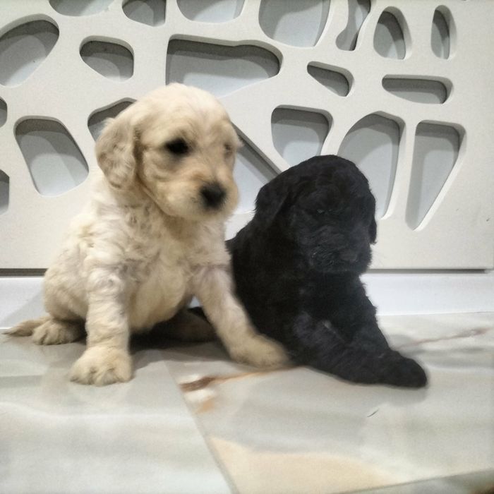 Goldendoodle rezerwacja