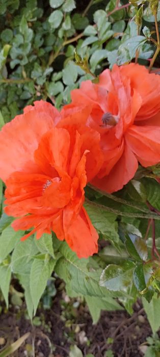 Садовые и комнатные растения