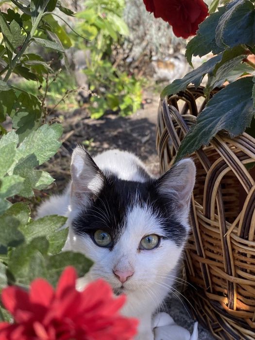 Кошенята і кішки в добрі руки