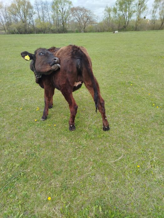 Теличка джерсі, телиця джерсійської породи
