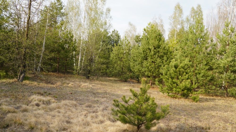 Ясногородка, "Слава". Ліс. Найкрасивіша ділянка з фундаментом 12 соток