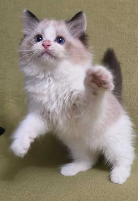kociak rasy ragdoll