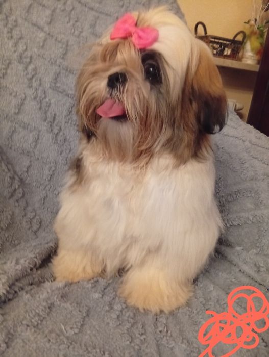Shih tzu  sunia  śliczna