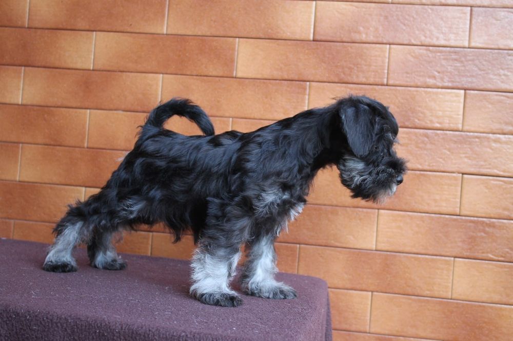 Мальчик цвергшнауцер