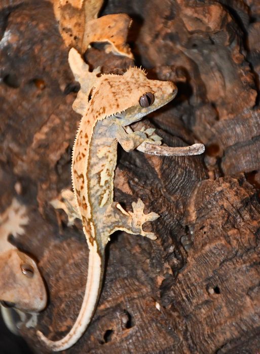 Gekon orzęsiony orzęsek młode