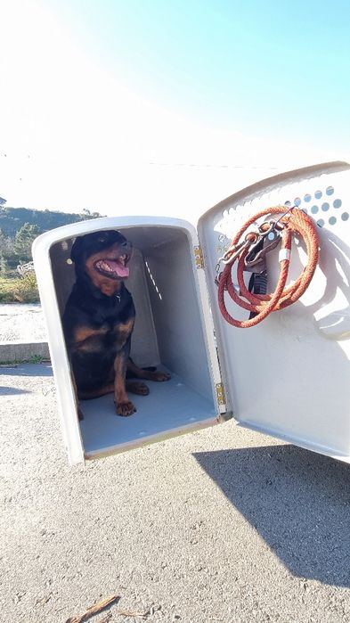 Transportadora Atrelado Reboque