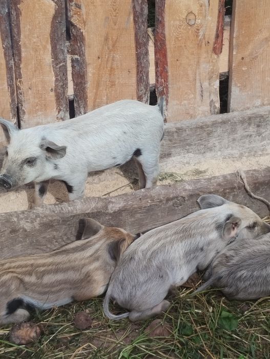 Поросята мангал в наявності