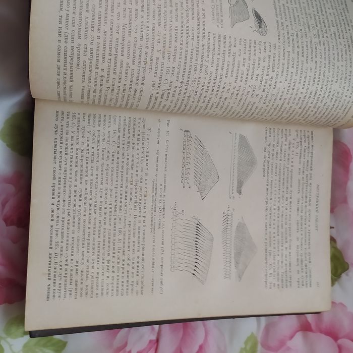 Основы сравнительной анатомии 1938 год