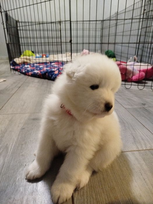 Samoyed suczka szuka domu