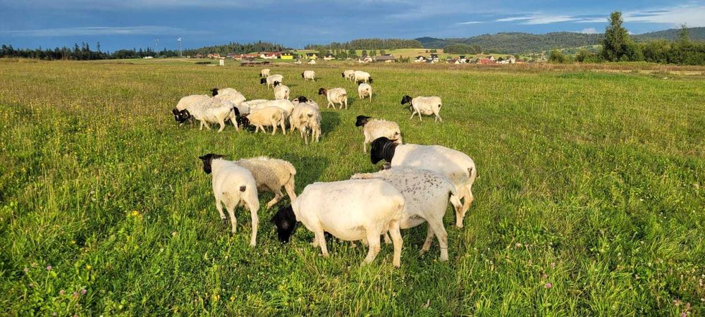Barany i owce rasy DORPER PODWILK