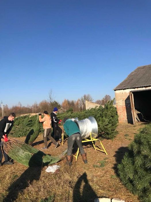 Продам новорічну сосну ОПТ Київ