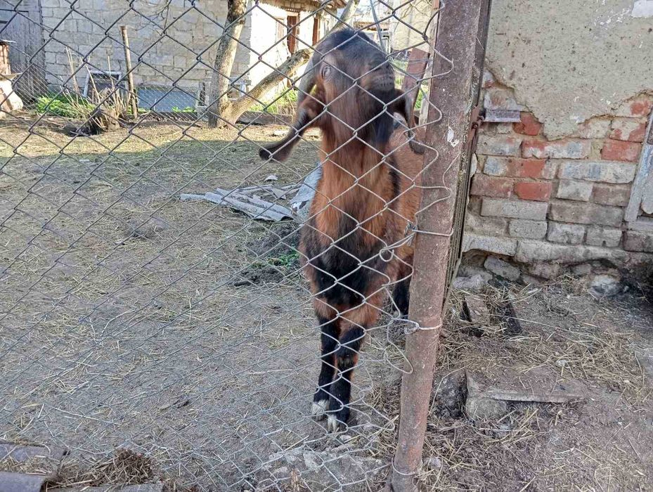 Продам цапа англонубієць