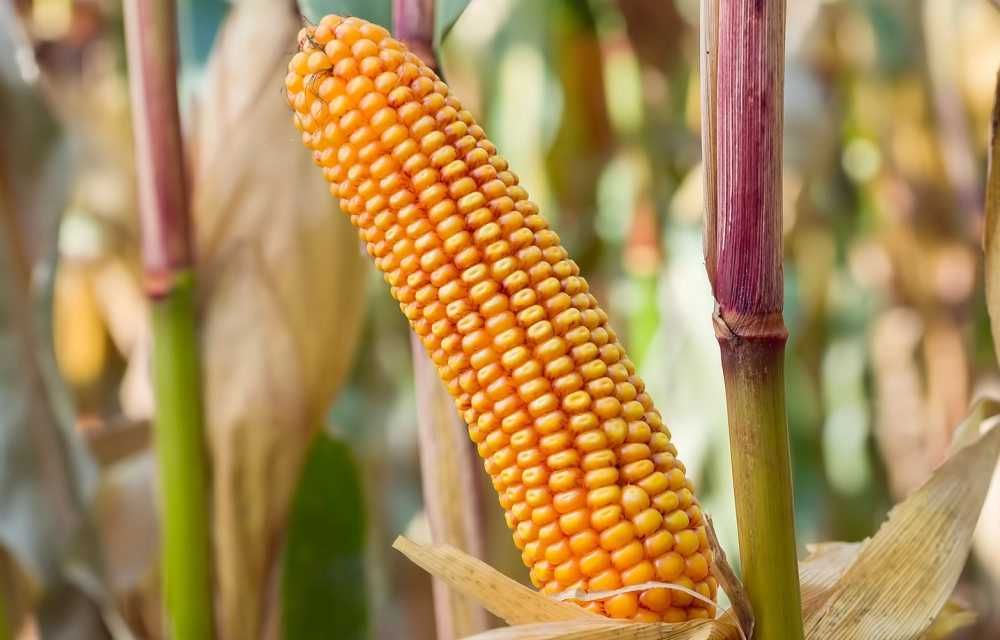 Kukurydza SM Vistula FAO 210-220 C1 50tyś nasion