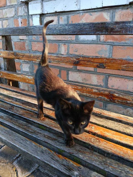 Кошенята в добрі руки